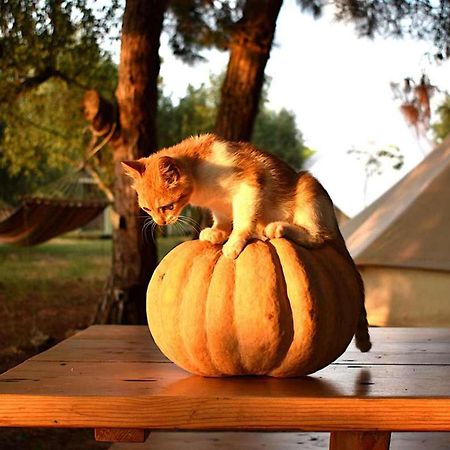 Glamping At A Lovely Tent In Skiaxtro- Маратополис Екстериор снимка